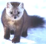 American-marten-150x142