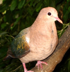 a dove with colourful feathers