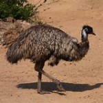 Emu 1