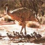 Emu 6