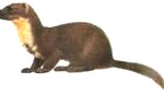 European-pine-marten-150x87