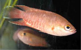 anabas1