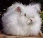 Angora - English Language Tutorials
