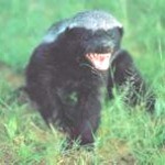 angry-ratel-150x150
