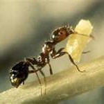 ant21