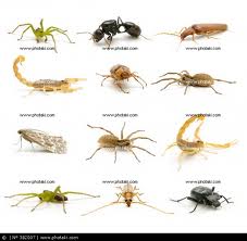 arachnid2