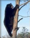 a bear climbing a tree