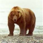 bear3