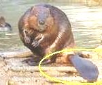 beaver-150x1242