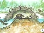 beaver7-150x1121