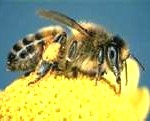a bee gathering nector