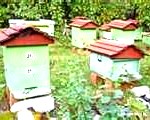 some beehives at an apiary