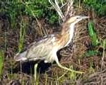 bittern2-150x120