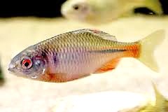 bittern3