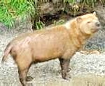 bushdog2-150x124