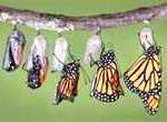 butterfly5-150x110