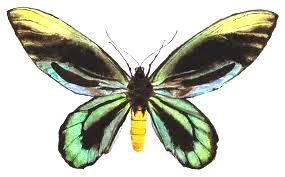 butterfly