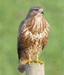 buzzard1-128x150