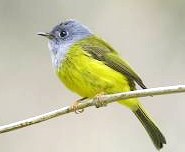 canary1