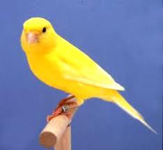 canary