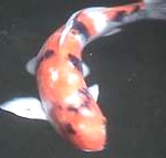 the popular koi/koi carp