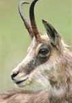 backward-turned horns
