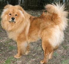 chow1