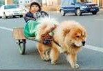 chow5-150x104