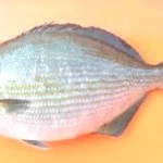 chub-300x164