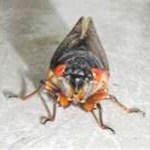 cicada-150x150