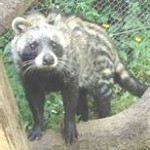civet1-150x1501