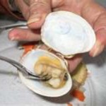 clam1-150x1501