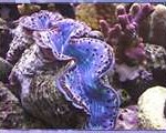clam2-150x1201