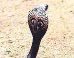 a cobra's hood & and markings