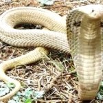 cobra5