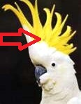 a cockatoo's crest