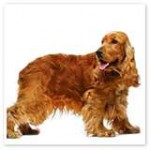 cocker-spaniel2-150x150