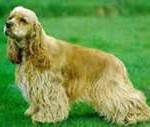 cocker-spaniel4-150x127