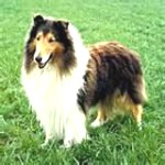 a collie
