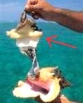 conch71-122x1501