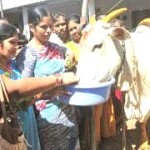 Hindu devotees worshipping a cow