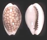 cowrie-150x129
