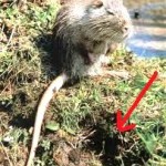 a coypu at its burrow in a river bank