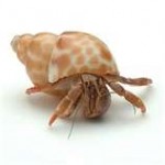 crab7-150x150