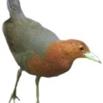crake3