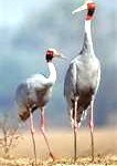 crane8-106x1501
