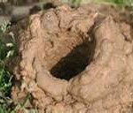 (crayfish holes)