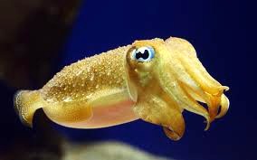 a cuttlefish