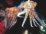 cuttlefish7-150x1121