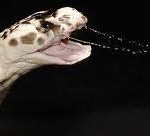 a spitting cobra spitting venom